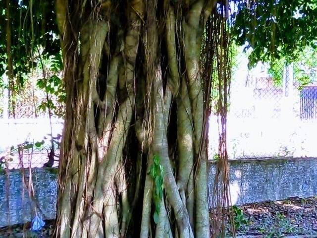 Áreas rurais para Venda em Porto Velho - 5